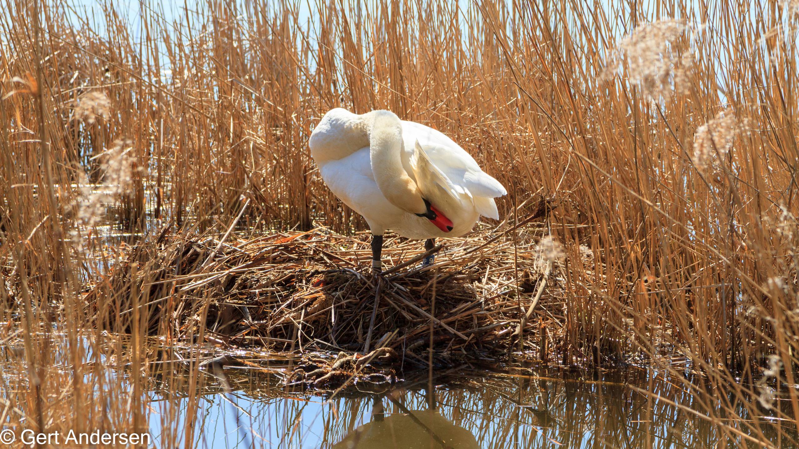 Lyngby Sø (15 of 37) compressed